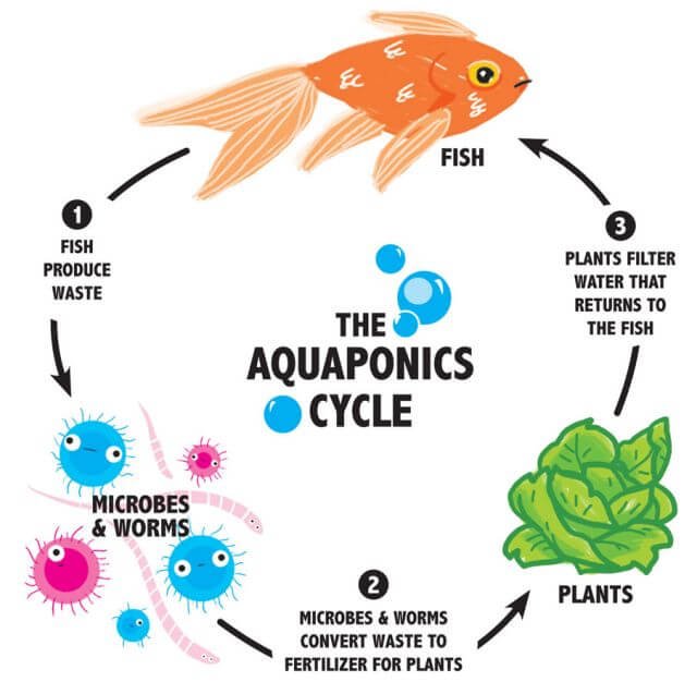 What Is Aquaponics and How Does It Differ From Other Food Production 