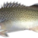 Pro's and Con's of Using Tilapia Aquaponics