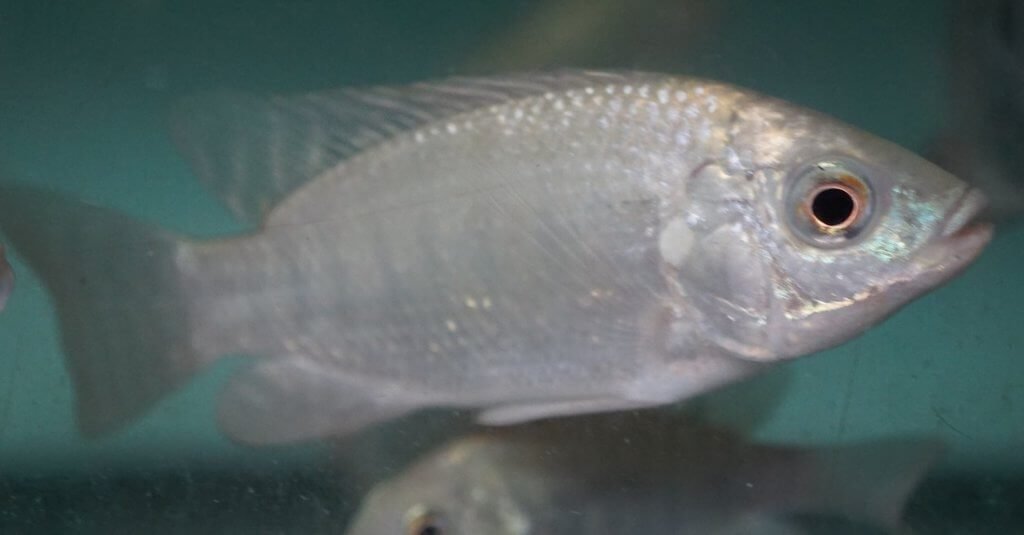 White Tilapia