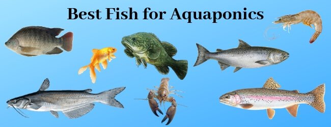 Best Fish For Aquaponics Choose From 22 Species Howtoaquaponic