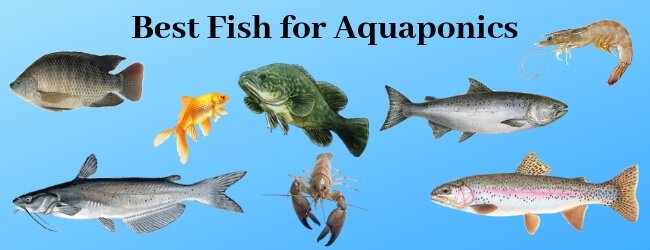 best fish for aquaponics