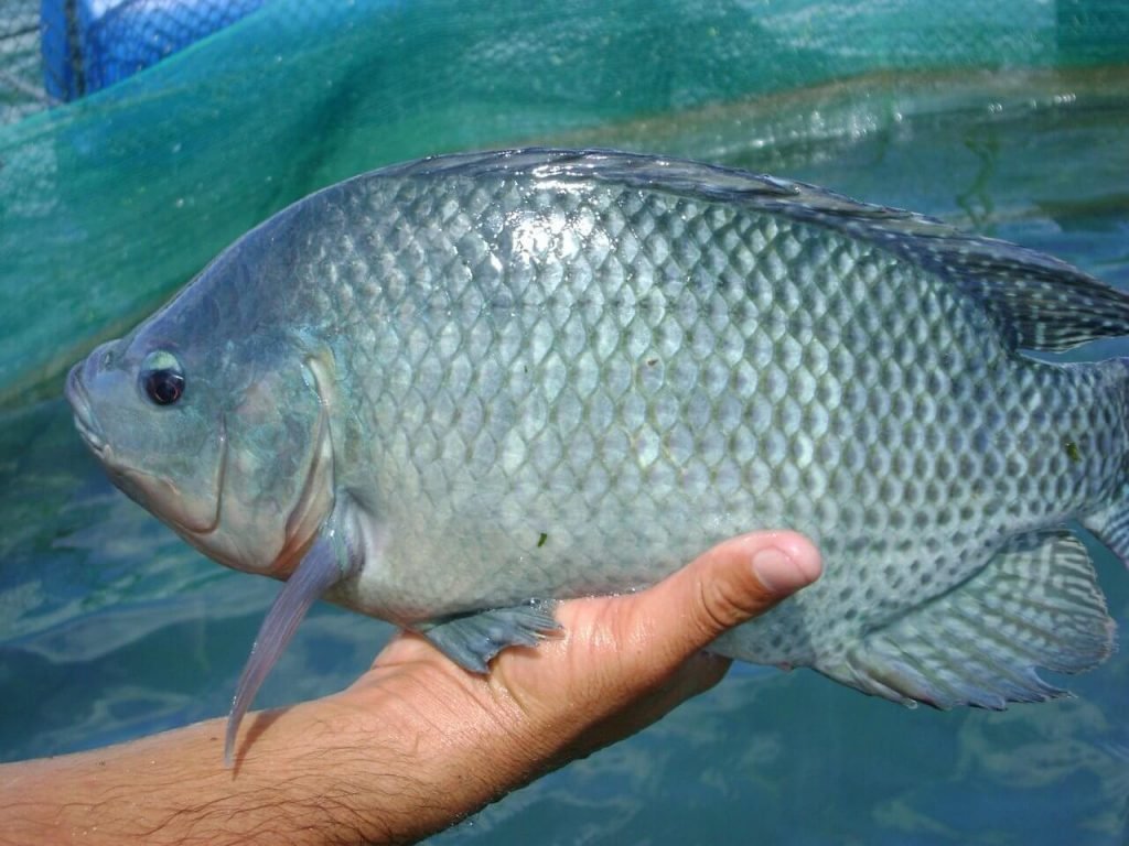 blue tilapia