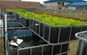 diy aquaponics