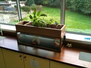 indoor aquaponics