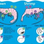 Using a Catfish aquaponics system. Any Good? - How To Aquaponic