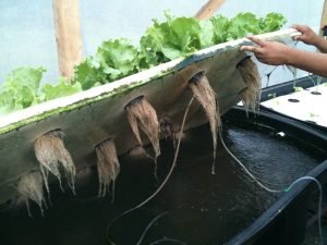 raft aquaponics