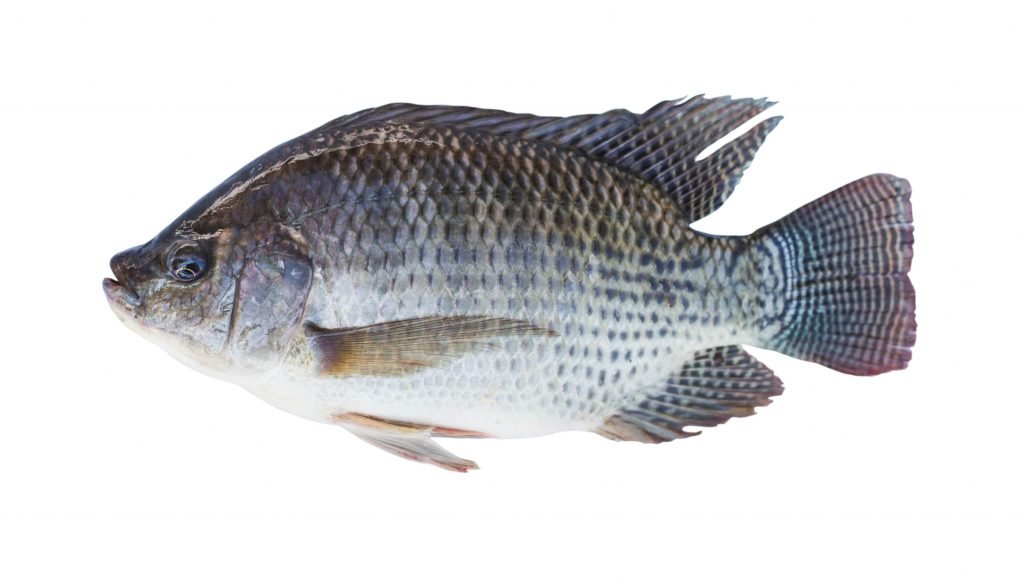 tilapia for aquaponics