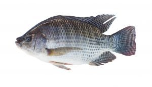 tilapia for aquaponics