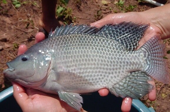 Tilapia aquaponics