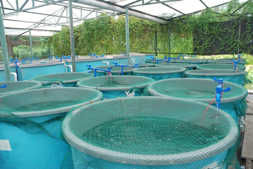 Best Aquaponics Fish to Plants Ratio - HowtoAquaponic