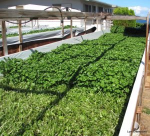 growing watercress in aquaponics