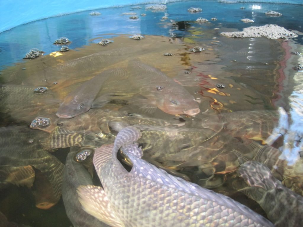 tilapia fish in aquaponics