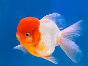 Lionhead goldfish