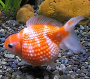 Pearlscale goldfish