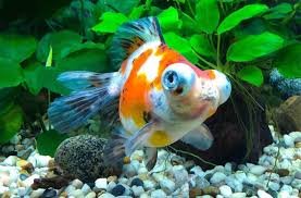 Telescope Eye goldfish