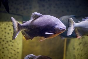 pacu for aquaponics