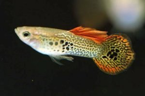 Common Guppy for aquaponics