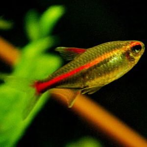 Glowlight Tetra