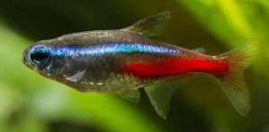 Neon Tetra for aquaponics