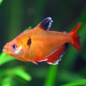 Serpae Tetras