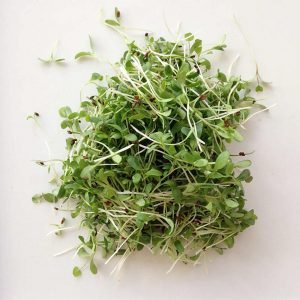 alfalfa microgreens