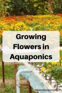 aquaponics flowers pinterest