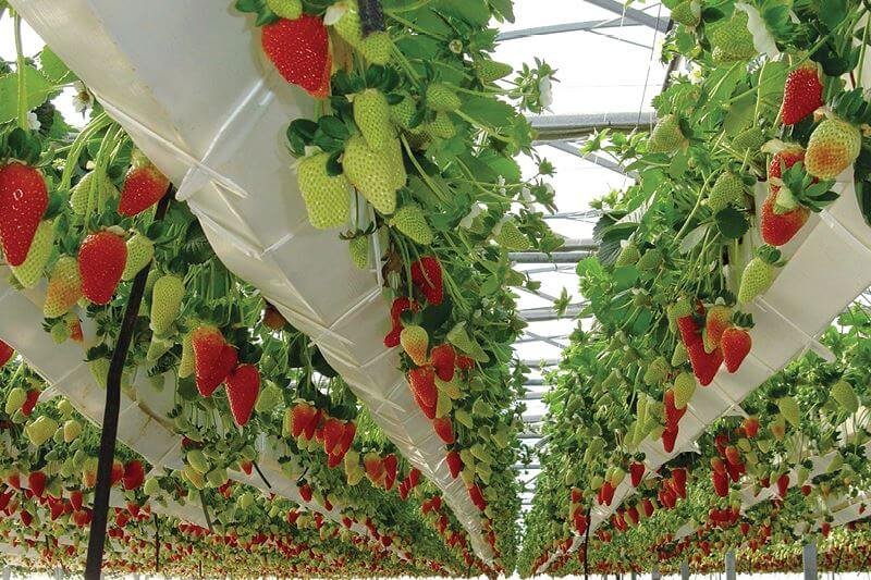 strawberries in NFT