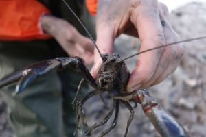 australian yabbies