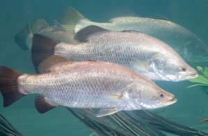 barramundi for aquaponics