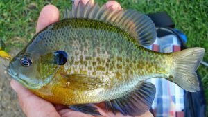 bluegill