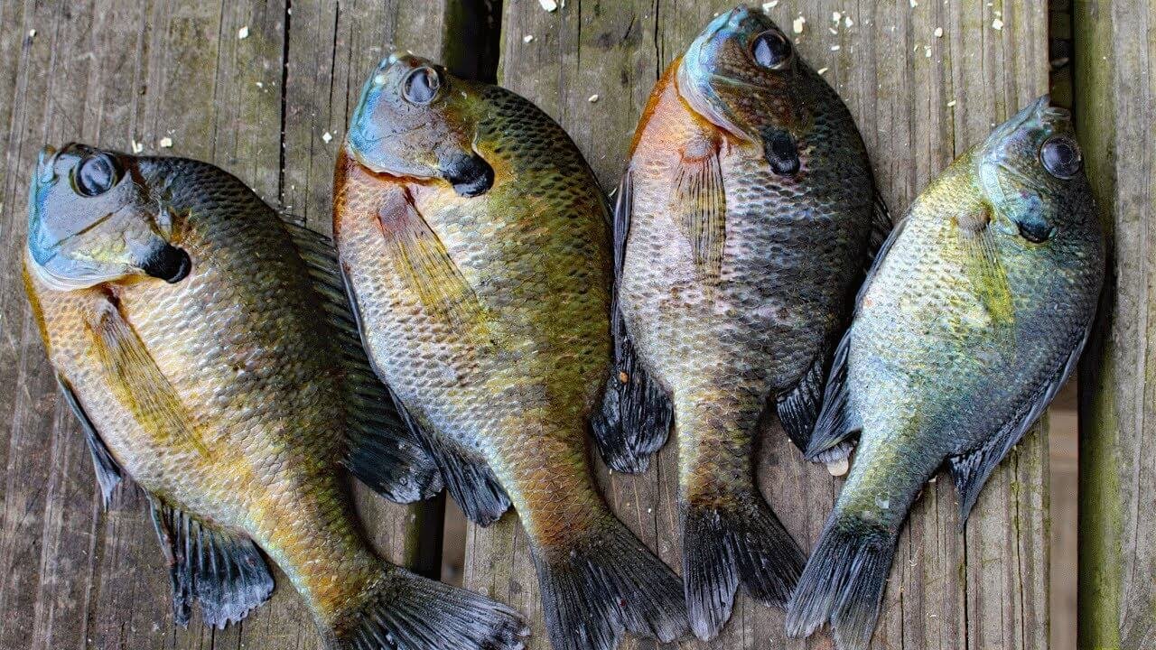 Bluegill  ..those other fish