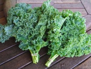 kale in aquaponics