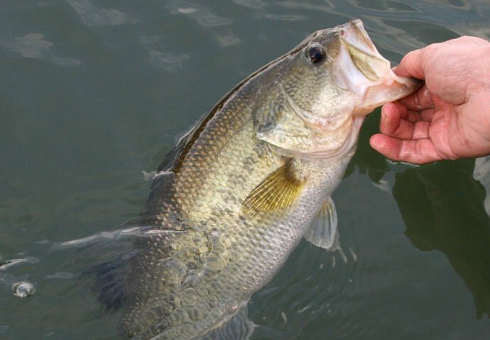 largemouth bass for aquaponics