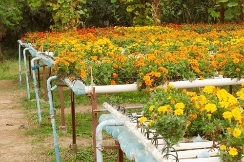 marigolds in nft aquaponics