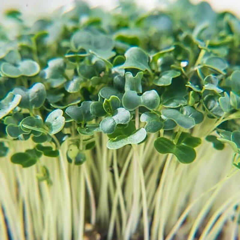 raddish microgreens for aquaponics