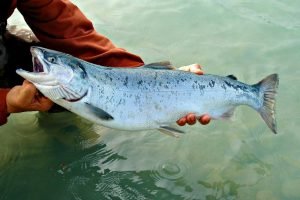 salmon for aquaponics