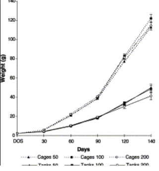 silver perch growth rate