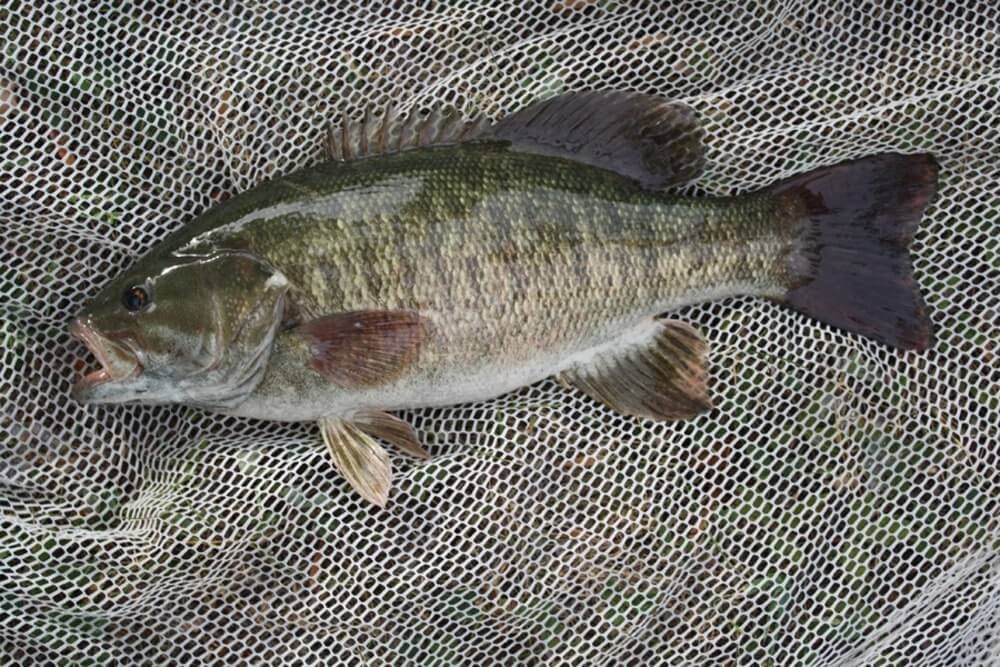 smallmouth bass