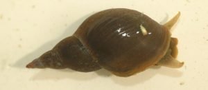 snails in aquaponics