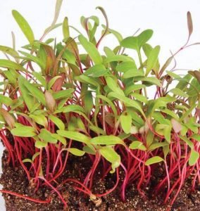 swiss chard microgreen