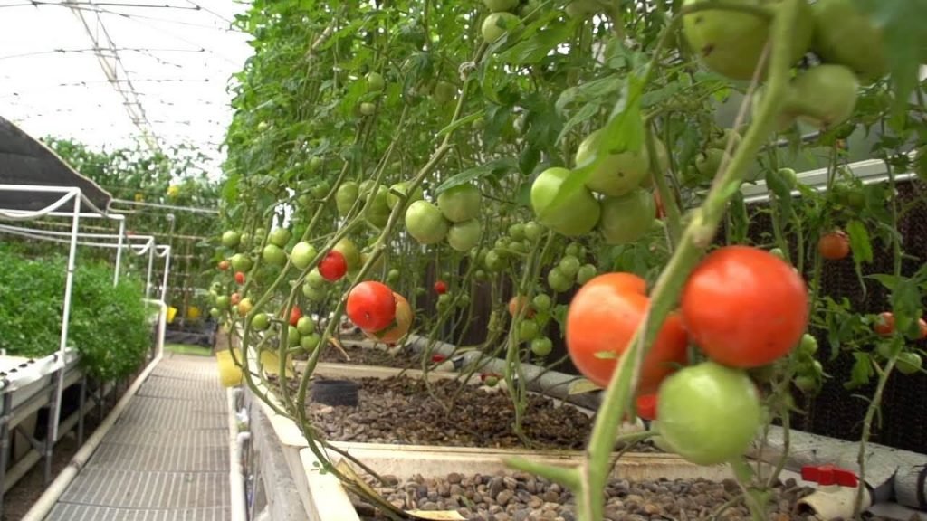 tomatoes aquaponics video