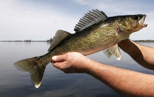 walleye aquaponics: pro's, con's, facts - howtoaquaponic
