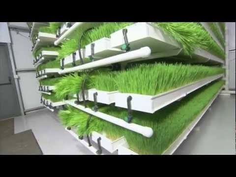 wheatgrass cultivation