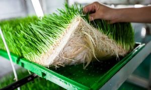 wheatgrass roots