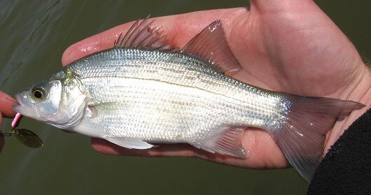 white bass