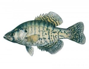 white crappie for aquaponics