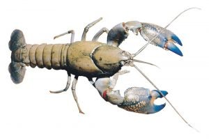 yabbies for aquaponics