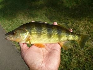 yellow perch aquaponics