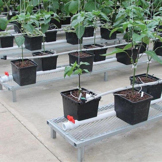 example of dutch bucket system