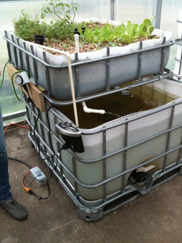 ibc aquaponics growbed